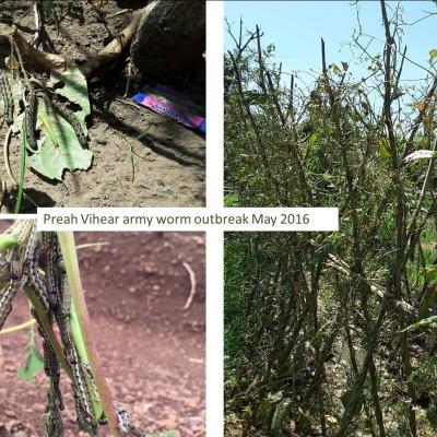 Army worm outbreak in Preah Vihear