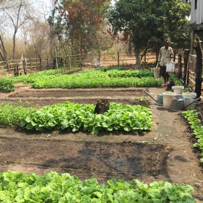 Open home garden in Kratie province