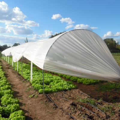 Variété améliorée de laitue Veneranda du Brésil en culture protégée (mini-tunnel) avec système d'irrigation goutte-à-goutte